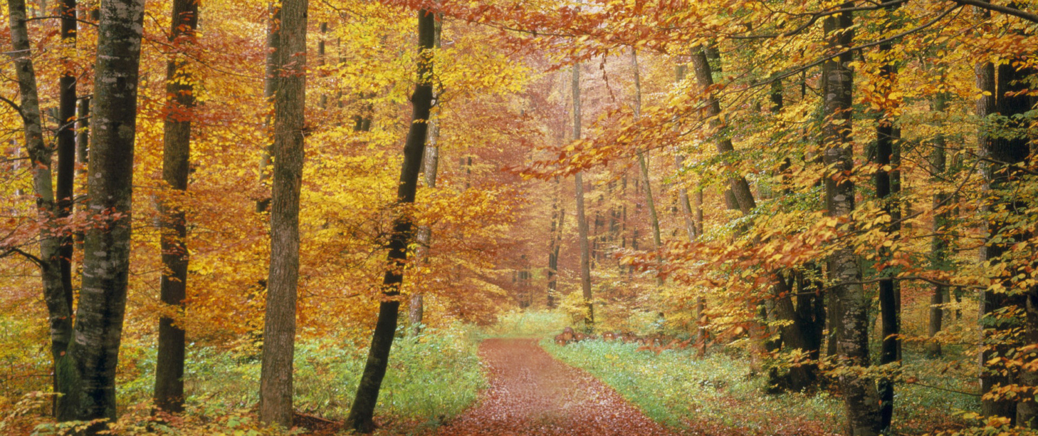 Forest Road in Autumn